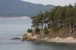 Douglas Fir | Small Tree Seedling -Evergreen Plants Shop douglas fir scenic cd43fb2c be29 4e70 9cb7 8e817f40f14e