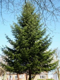 Douglas Fir | Small Tree Seedling -Evergreen Plants Shop douglas fir shape bd272c11 44b2 441a 97b4 14a63e950959