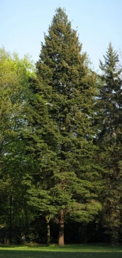 Douglas Fir | Mini-Grow Kit 12 Douglas Fir | Mini-Grow Kit -Evergreen Plants Shop douglas fir tall small 8910fa65 f6af 4941 8c0e 867095c3e7f8