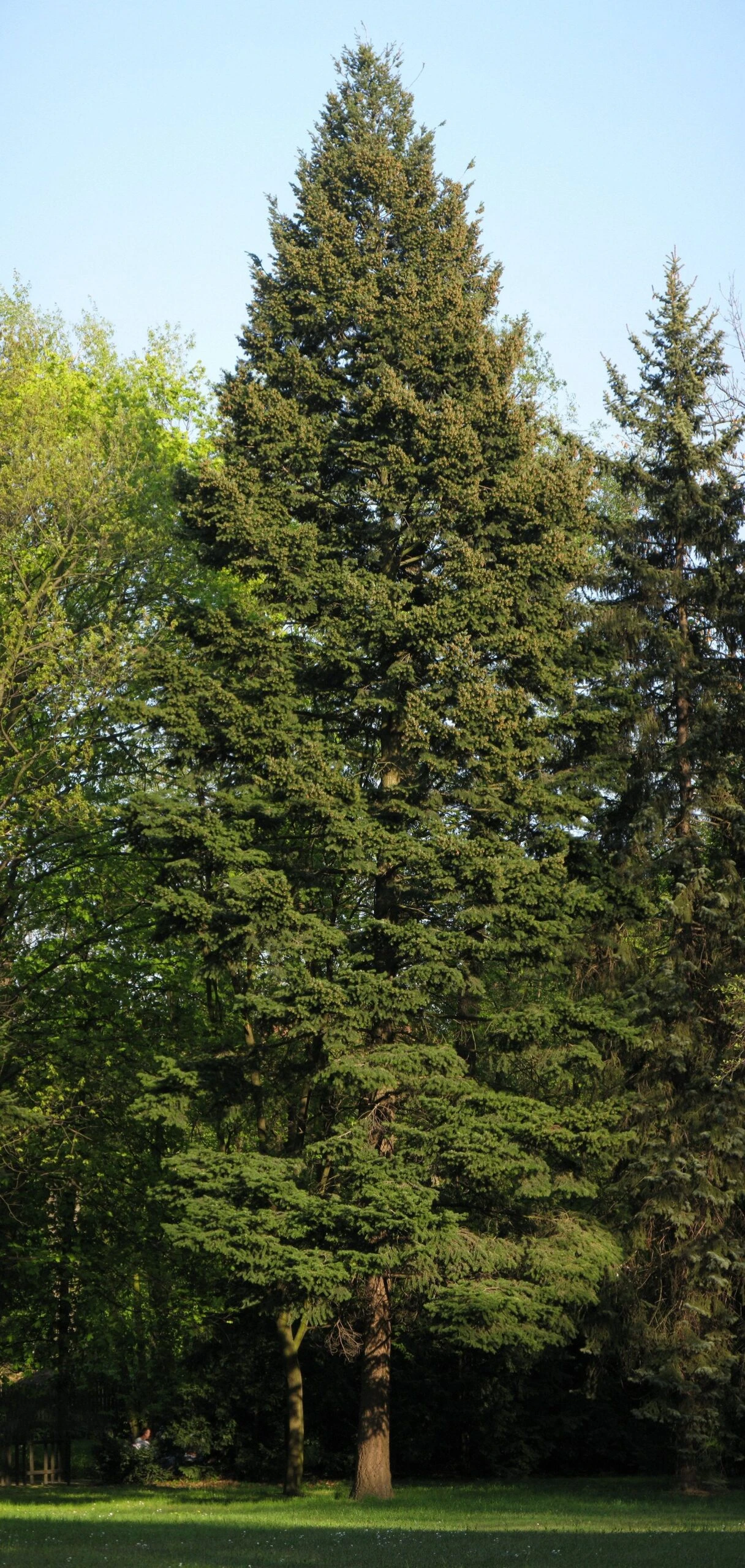 Douglas Fir | Mini-Grow Kit 5 Douglas Fir | Mini-Grow Kit - Image 5