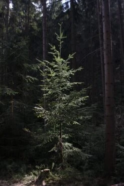 Douglas Fir | Mini-Grow Kit 11 Douglas Fir | Mini-Grow Kit -Evergreen Plants Shop douglas fir young 59352433 d1d4 4611 80e5 9943cd988978