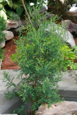 Eastern Redcedar | Mini-Grow Kit 12 Eastern Redcedar | Mini-Grow Kit -Evergreen Plants Shop eastern red cedar baby 0a91acb4 6954 4095 a834 992a34056984