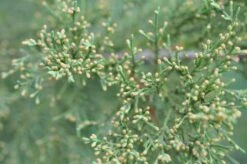 Eastern Redcedar | Mini-Grow Kit 15 Eastern Redcedar | Mini-Grow Kit -Evergreen Plants Shop eastern red cedar needles macro ddbb3f4f d2e6 49a6 86c8 c2e436374da4