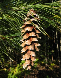 Eastern White Pine | Medium Tree Seedling 25 Eastern White Pine | Medium Tree Seedling -Evergreen Plants Shop eastern white pine cone