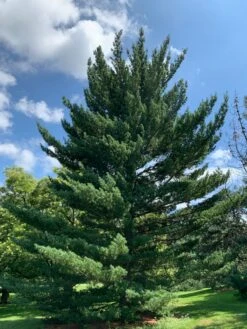 Eastern White Pine | Medium Tree Seedling 21 Eastern White Pine | Medium Tree Seedling -Evergreen Plants Shop eastern white pine cultivated