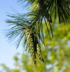 Eastern White Pine | Medium Tree Seedling 27 Eastern White Pine | Medium Tree Seedling -Evergreen Plants Shop eastern white pine green cones