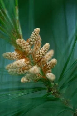 Eastern White Pine | Medium Tree Seedling 28 Eastern White Pine | Medium Tree Seedling -Evergreen Plants Shop eastern white pine immature cones