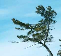 Eastern White Pine | Medium Tree Seedling 31 Eastern White Pine | Medium Tree Seedling -Evergreen Plants Shop eastern white pine reiterated crown
