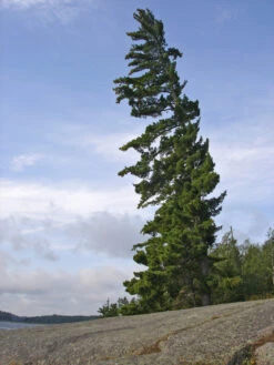 Eastern White Pine | Medium Tree Seedling 32 Eastern White Pine | Medium Tree Seedling -Evergreen Plants Shop eastern white pine windswept