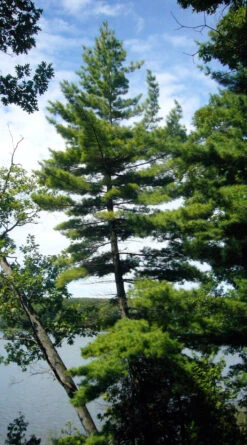 Eastern White Pine | Medium Tree Seedling 33 Eastern White Pine | Medium Tree Seedling -Evergreen Plants Shop eastern white pine young tree