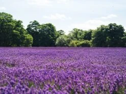 Lavender | Flower Seed Grow Kit -Evergreen Plants Shop english lavender unsplash 2