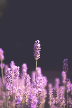 Lavender | Flower Seed Grow Kit -Evergreen Plants Shop english lavender unsplash
