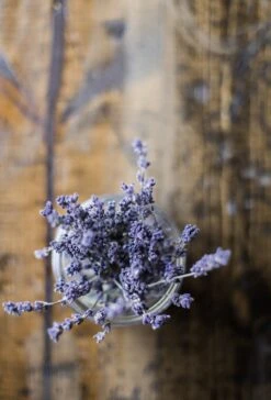 Lavender | Flower Seed Grow Kit -Evergreen Plants Shop english lavender unsplash 3 small