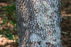 Flowering Dogwood | Seed Grow Kit -Evergreen Plants Shop flowering dogwood bark small 752b57f5 c7c8 489b 9513 20158830ad42