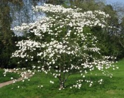 Flowering Dogwood | Seed Grow Kit -Evergreen Plants Shop flowering dogwood cultivated 952aa2bf 679f 484f 9d03 6f4fb5441e68