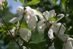 Flowering Dogwood | Seed Grow Kit -Evergreen Plants Shop flowering dogwood flowers 965dcd54 c6f1 4c33 934e 7d9f922ba1da