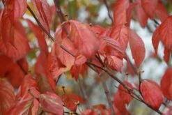 Flowering Dogwood | Seed Grow Kit -Evergreen Plants Shop flowering dogwood leaves 9cb0071a 33f5 4131 90ed 850098875bf8