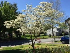 Flowering Dogwood | Seed Grow Kit -Evergreen Plants Shop flowering dogwood residential fc5add97 7583 4ffa b7d7 14281a2aadef