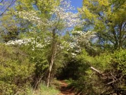 Flowering Dogwood | Seed Grow Kit -Evergreen Plants Shop flowering dogwood trail 65903f3f 101c 4bf7 a162 bdc1e3dd1cd9