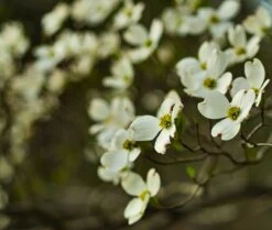 Flowering Dogwood | Seed Grow Kit -Evergreen Plants Shop flowering dogwood unsplash
