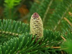 Fraser Fir | Mini-Grow Kit -Evergreen Plants Shop fraser fir cone 1c02ae78 b219 471c 92ac 40dc06df72b6