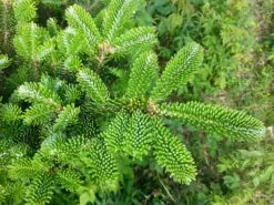 Fraser Fir | Mini-Grow Kit -Evergreen Plants Shop fraser fir needles bb0e6fc9 b5e8 4438 b246 cb4cecc44c2a