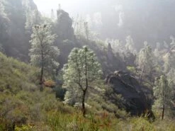 Ghost Pine | Mini-Grow Kit 10 Ghost Pine | Mini-Grow Kit -Evergreen Plants Shop ghost pine hill 69fb8265 f8d8 4172 ad2a c6baf30b14a3