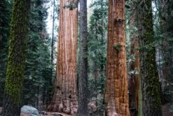Giant Sequoia | Seed Grow Kit -Evergreen Plants Shop giant sequoia bark unsplash