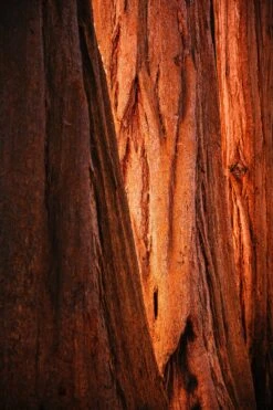 Living Christmas Tree | Giant Sequoia -Evergreen Plants Shop giant sequoia bark unsplash 2 f70f47d8 8bcd 418d aff0 b98465db53a1