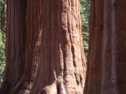 Giant Sequoia | XL Tree Seedling -Evergreen Plants Shop giant sequoia bark 751ef98f 14ce 4d0e 8250 e2394c497fcc