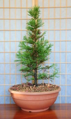Bonsai Tree | White Design | Seed Grow Kit -Evergreen Plants Shop giant sequoia bonsai 6012ddc7 7e7f 4c98 9132 f8ebe76047e8
