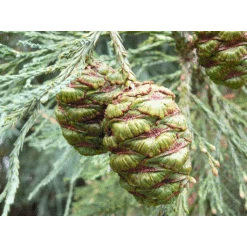 Giant Sequoia | XL Tree Seedling -Evergreen Plants Shop giant sequoia cones 4039ec26 09f5 46cc 988d e5c57cf9a06e