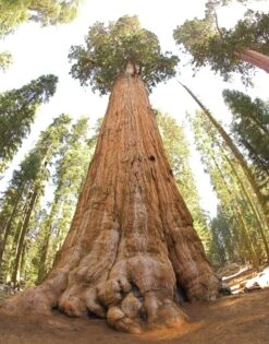 Giant Sequoia | XL Tree Seedling -Evergreen Plants Shop giant sequoia general sherman 53a95414 0ae4 44e1 a445 441bc5b5dcdc