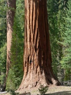 Living Christmas Tree | Giant Sequoia -Evergreen Plants Shop giant sequoia trunk 82884444 a1f5 47fe 86c8 6e34598f5bce