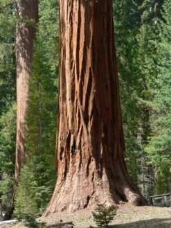 Giant Sequoia | XL Tree Seedling -Evergreen Plants Shop giant sequoia trunk d785b698 1988 4025 8ee2 cc0e8754083c