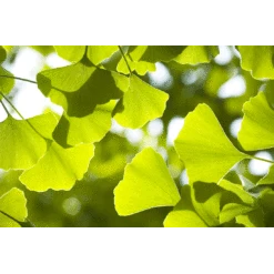 Jurassic Tree | Ginkgo Biloba | Seed Grow Kit -Evergreen Plants Shop ginkgo biloba foliage b8af77ba d7d0 4001 89ae 3c0b5067e50a