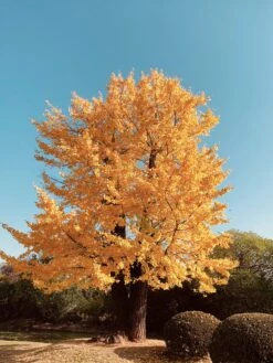 Jurassic Tree | Ginkgo Biloba | Seed Grow Kit -Evergreen Plants Shop ginkgo biloba form unsplash