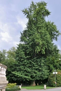 Jurassic Tree | Ginkgo Biloba | Seed Grow Kit -Evergreen Plants Shop ginkgo biloba large b56e4029 6166 4f64 a73d 9b8771d5170d