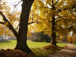 Jurassic Tree | Ginkgo Biloba | Seed Grow Kit -Evergreen Plants Shop ginkgo biloba park 1acbf1bb a93f 485a a67d e65e5c8b7651