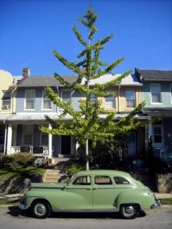 Jurassic Tree | Ginkgo Biloba | Seed Grow Kit -Evergreen Plants Shop ginkgo biloba residential b964c828 514f 42c5 a95f 0f44c6780554