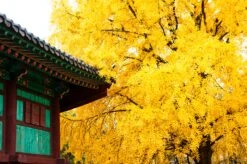 Jurassic Tree | Ginkgo Biloba | Seed Grow Kit -Evergreen Plants Shop ginkgo biloba temple unsplash