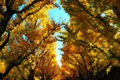 Jurassic Tree | Ginkgo Biloba | Seed Grow Kit -Evergreen Plants Shop ginkgo biloba tree lined street unsplash