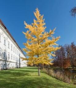 Jurassic Tree | Ginkgo Biloba | Seed Grow Kit -Evergreen Plants Shop ginkgo biloba young small 3199344a d7b9 489c b5d5 cf8b18761c1e