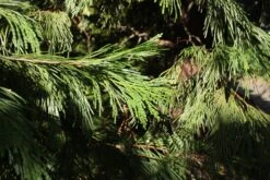 Incense Cedar | Medium Tree Seedling -Evergreen Plants Shop incense cedar foliage