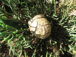 Italian Cypress | Mini-Grow Kit -Evergreen Plants Shop italian cypress cone 196c27b2 09c9 4708 b2ad 65ac626f0411