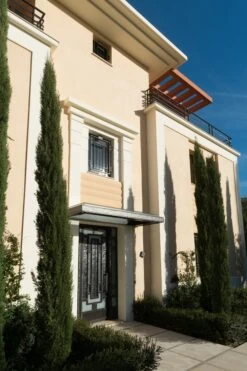 Italian Cypress | Medium Tree Seedling -Evergreen Plants Shop italian cypress estate