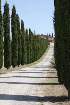 Italian Cypress | Medium Tree Seedling -Evergreen Plants Shop italian cypress landscape