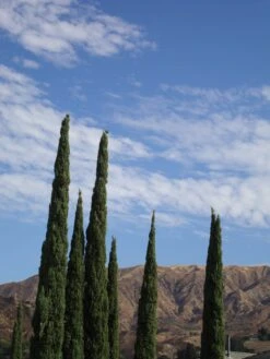 Italian Cypress | Medium Tree Seedling -Evergreen Plants Shop italian cypress sky e968b445 6922 492d 86f1 50561bce46cb