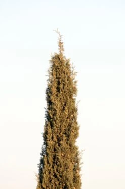 Italian Cypress | Medium Tree Seedling -Evergreen Plants Shop italian cypress space 17d231df 990c 41bd bd4f 9d28f32d88e1