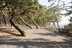 Japanese Black Pine | Small Tree Seedling -Evergreen Plants Shop japanese black pine beach small a8e494a9 3e0d 4a44 92af b8af10fbd5d2